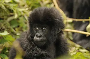 Hominidae Prints: Baby Mountain Gorilla -Gorilla beringei beringei- of the Hirwa group at the foot of Gahinga Volcano