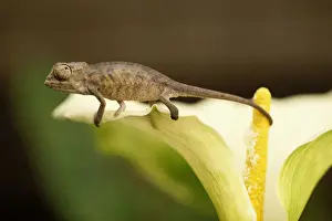 Stamen Prints: Baby Panther Chameleon (Chameleo pardalis) on calla(Zantedeschia sp)