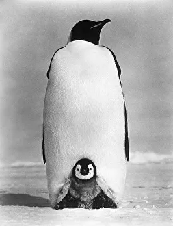 版画 Baby Penguin Baby Penguin (limited Edition of 20) - Etsy