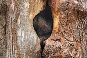 Images Dated 17th November 2013: Baby Porcupine in tree