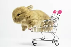 Young Animal Gallery: Baby Rabbit in Shopping Cart