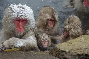Baby snow monkey sleeping in hot spring bath