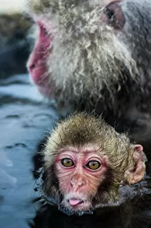 Funny Animal Prints Gallery: Baby Snow Monkey Sticking Out Tongue