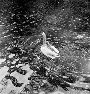 Swan Prints: Baby Swans Ride on Mother's Back