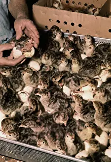 Baby Turkeys