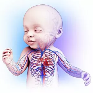 Biological Gallery: Babys heart and circulatory system, illustration