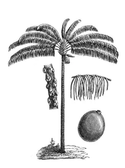 Bacaba or palma milpesos or just milpesos (oenocarpus distichus)