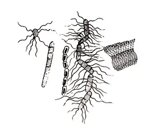 Bacillus subtilis, known also as the hay bacillus or grass bacillus
