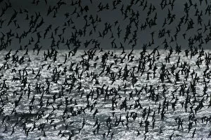 Images Dated 2nd February 2017: Back-lit flock of dunlin in flight over ocean