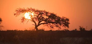 Images Dated 7th August 2009: backlit, beauty in nature, botswana, clear sky, dusk, glowing, grass, horizon, horizon over land