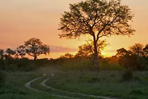 Horizonta Prints: backlit, beauty in nature, dirt track, grass area, horizon, horizontal, idyllic, kosi bay