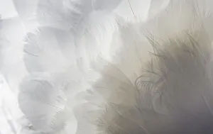 Modern Bird Feather Designs Gallery: Backlit Feathers and Textures of a Mute Swan in Massapequa