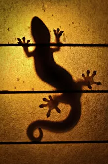 Images Dated 17th January 2010: Backlit Gecko, Hawaii