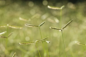 Backlit grasses, St Lucia, KwaZulu-Natal, South Africa