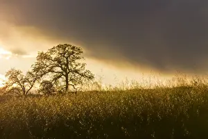 Backlit oak trees and grass at sunset near Black Butte Lake, California, USA