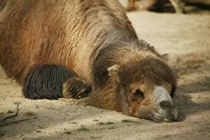 Camelidae Collection: Bactrian Camel -Camelus ferus-, resting in the sand