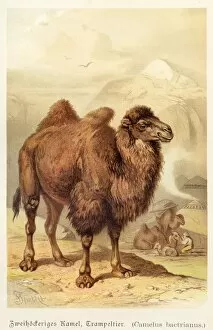 Images Dated 6th July 2016: Bactrian Camel illustration 1888