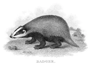 Badger engraving 1812