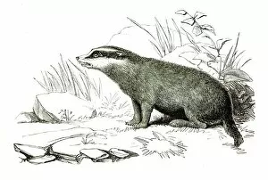 Images Dated 25th April 2017: Badger engraving 1851
