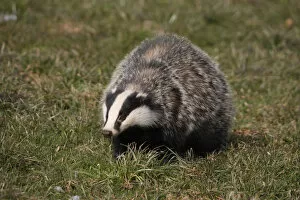 Images Dated 17th March 2010: Badger -Meles meles- foraging in a meadow, Allgaeu, Bavaria, Germany, Europe
