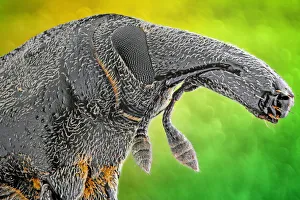 Images Dated 4th March 2014: Bagous planatus