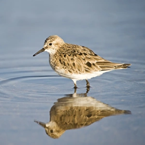Reflected Gallery: Bairds Sandpiper (Calidris bairdii), Laguna de Chaxa, Atacama desert, Antofagasta region, Chile