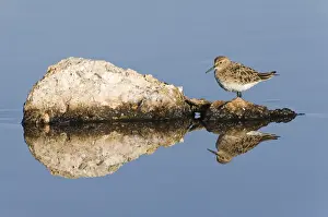Chilean Prints: Bairds Sandpiper (Calidris bairdii)
