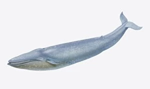 Mammals Gallery: Balaenoptera musculus, Blue Whale, side view