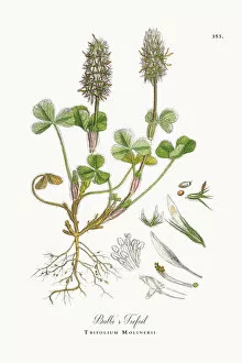 Images Dated 17th October 2017: Balbia┬Ç┬Ös Trefoil, Trifolium Molinerii, Victorian Botanical Illustration, 1863