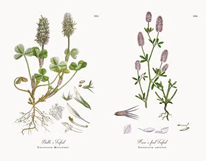 Images Dated 11th December 2017: Balbias Trefoil, Trifolium Molinerii, Victorian Botanical Illustration, 1863