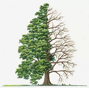 Shape Collection: bald-cypress, bare tree, botany, branch, change, conifer, cut out, day, deciduous