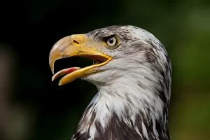 Images Dated 14th July 2011: Bald Eagle