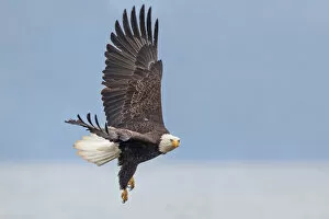 Images Dated 16th May 2014: Bald Eagle