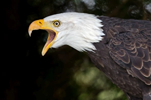Images Dated 5th October 2013: Bald Eagle