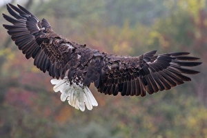 Images Dated 5th October 2013: Bald Eagle