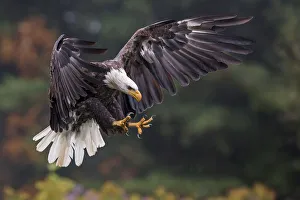 Images Dated 5th October 2013: Bald Eagle