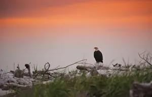 Images Dated 25th August 2015: Bald Eagle