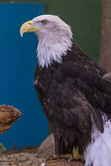 Images Dated 13th July 2015: Bald Eagle