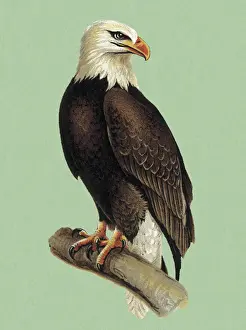 Bald Eagle