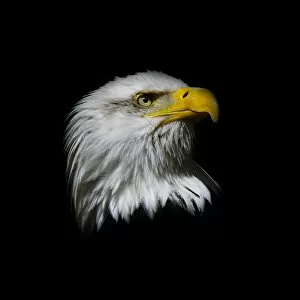 Beautiful Bird Species Gallery: Bald eagle