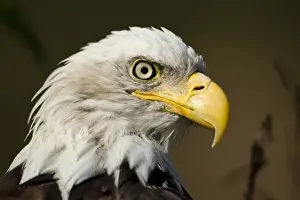 Bald Eagle, Alaska