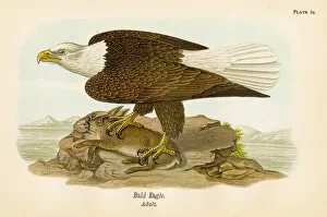 Eagle Bird Gallery: Bald eagle bird lithograph 1890