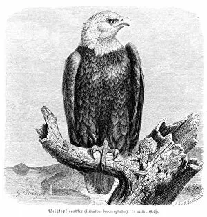 Images Dated 27th February 2017: Bald eagle engraving 1892