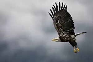 Paul Souders Photography Gallery: Bald Eagle in Flight, Alaska