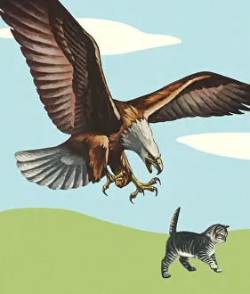 Feline Prints: Bald Eagle Grabbing a Cat