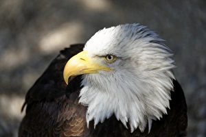 Images Dated 3rd June 2014: Bald Eagle -Haliaeetus leucocephalus-, native to North America, captive, Germany