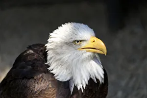 Images Dated 3rd June 2014: Bald Eagle -Haliaeetus leucocephalus-, native to North America, captive, Germany