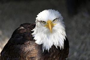 Images Dated 3rd June 2014: Bald Eagle -Haliaeetus leucocephalus-, native to North America, captive, Germany