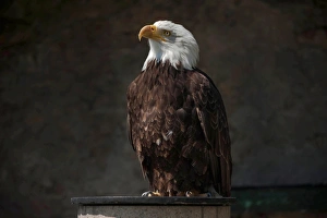 Images Dated 23rd July 2013: Bald Eagle -Haliaeetus leucocephalus-, falconry display at Schloss Rosenburg Castle, Altmuhltal