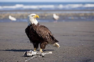 Diurnal Bird Of Prey Gallery: Bald Eagle -Haliaeetus leucocephalus- on the beach at Anchor Point on the Cook Inlet